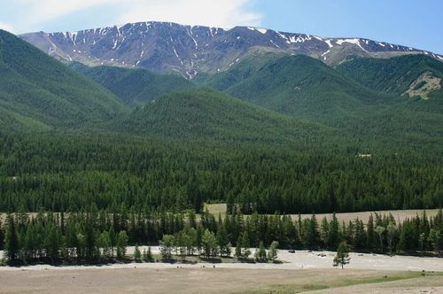 В России отмечают День работников леса