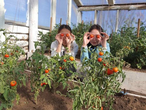 Все свое, родное: Студенты Балгазына собрали свой урожай