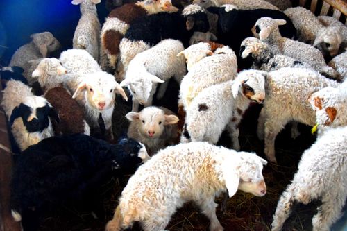 В Туве на период окотной кампании решают вопрос обеспечения хозяйств кормами