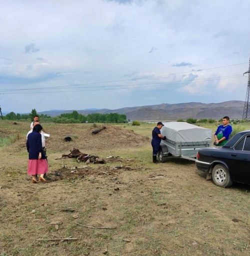 Власти Кызыла контролируют выпас скота и штрафуют нарушителей установленных правил