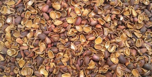 Учёные разработали новую технологию переработки скорлупы кедровых орехов