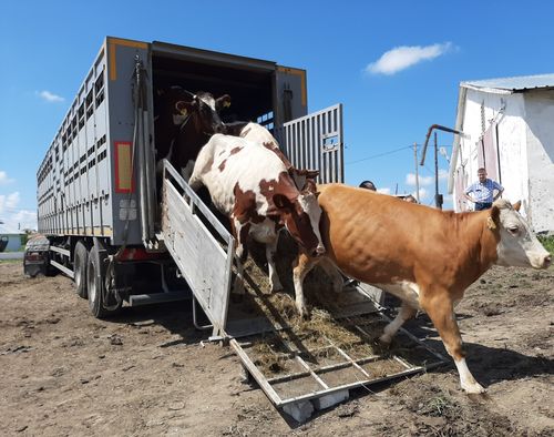 В Кызыле презентовали первый передвижной убойный цех