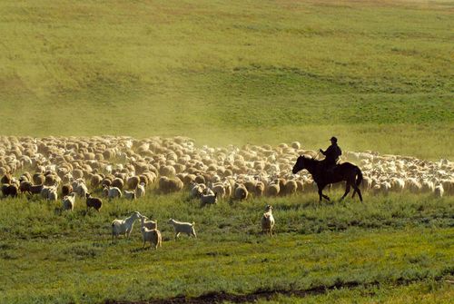 В Туве продолжается учет сельхозживотных для внесения в систему «Хорриот»