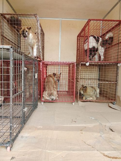 В селе Хову-Аксы проведён отлов бездомных собак