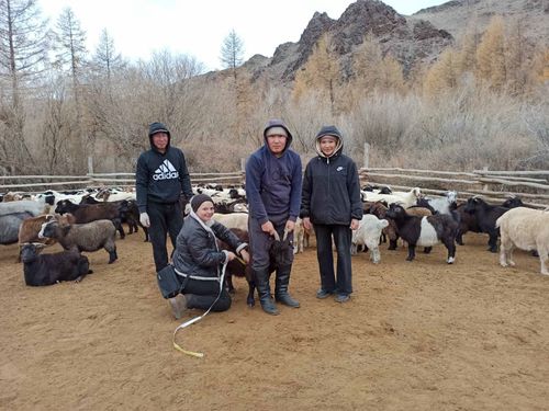 Ученые ТувГУ исследуют местные породы сельскохозяйственных животных