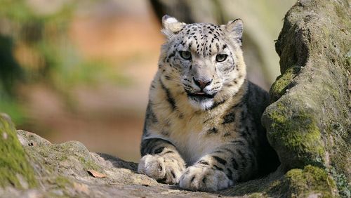 Специалисты из Тувы примут участие в экспедиции по изучению снежного барса на Алтае