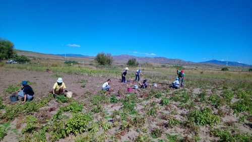 Севен-оол Норбужук: «Картошка стала «нашим всем»