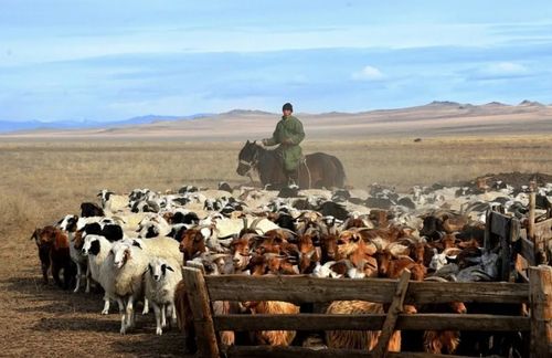 Минсельхозпрод Тувы начал прием документов на получение субсидий по отраслям животноводства