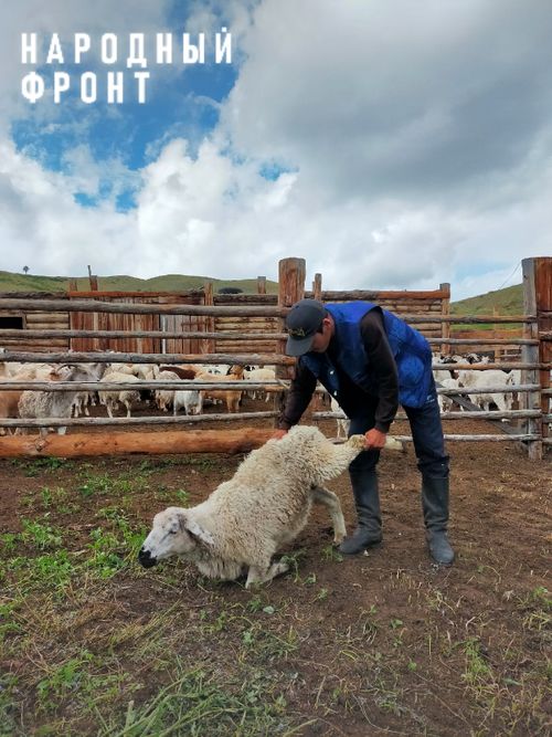 Молодые чабаны из села Арыг-Узуу передали бойцам ЛДНР живого барана