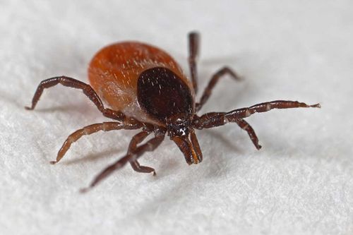 В Туве за прошедшую неделю клещи покусали 45 жителей республики