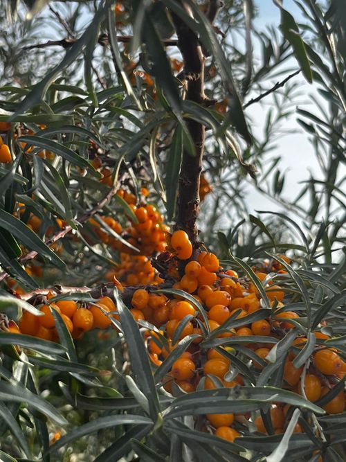 В ТувГУ стартовал сбор урожая облепихи
