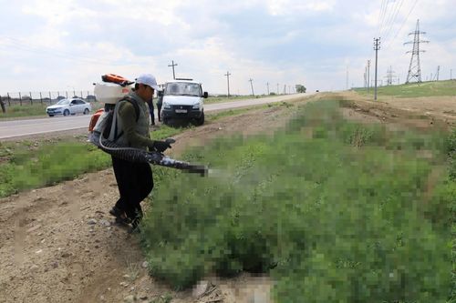 В Кызыле началась обработка территорий для уничтожения дикорастущей конопли