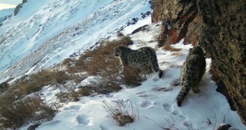 Популяция снежного барса растет. В Туве найдены новые особи