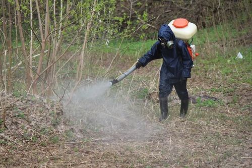 В Кызыле планируется противоклещевая обработка