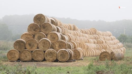 В Туве аграрии заготовили 20 % грубых кормов от плана