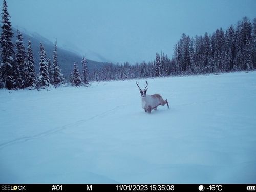 В границах природного кластера "Уш-Белдир" обитают 250 оленей