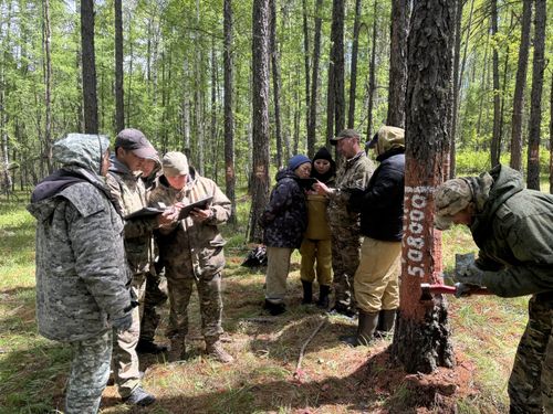 Лесопатологи Тувы провели полевую тренировку