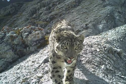 В Туве старейший в мире барс попал в объектив фотоловушки