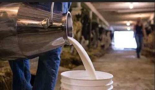 Минсельхоз Тувы объявил прием заявок на «молочные» субсидии