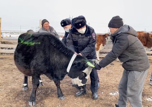 В Туве увеличилось число наездов на животных