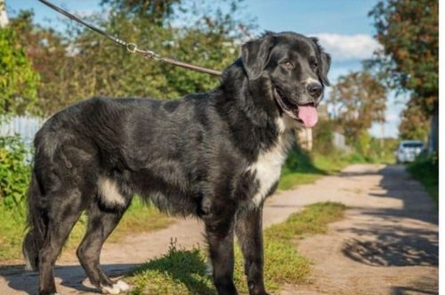 В Туве пройдет смотр тувинских овчарок