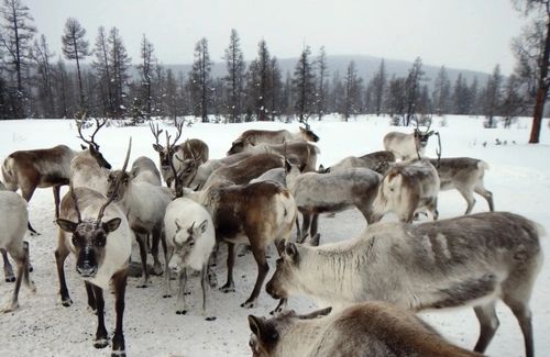 Иви малдың баш санын өстүреринче көрдүнген күрүне деткимчези