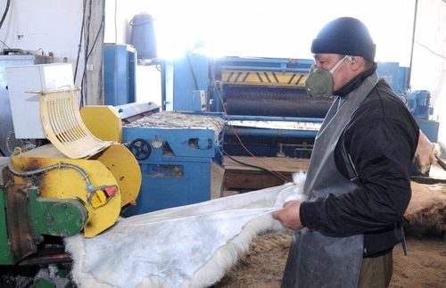 Тува занимает первое место в Сибири по объему производства шерсти
