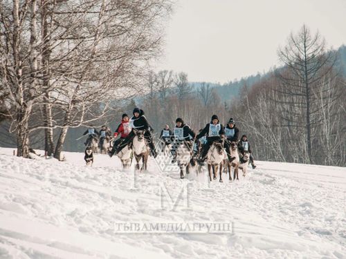Упряжки, сани и олени. Как прошёл фестиваль оленеводов в Тоджинском районе