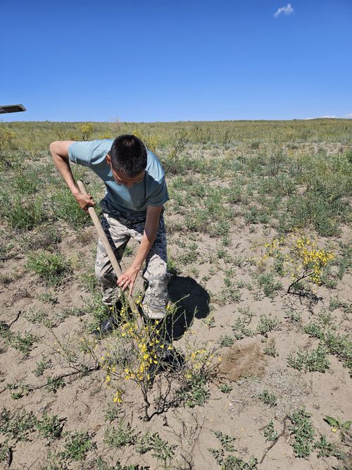Гербарный фонд Тувы пополнился сосудистыми растениями