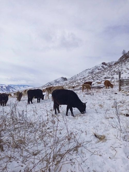 Как проходит зимовка скота в Сут-Хольском районе