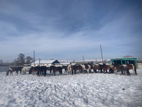 В Эрзинском районе выявили лучших берейторов