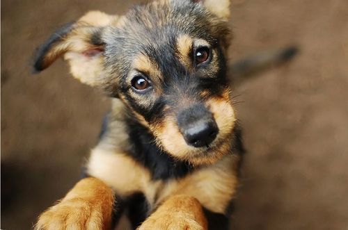 Всемирный день бездомных животных