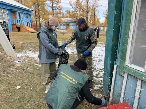В Туве прошла масштабная акция по уничтожению яйцекладок непарного шелкопряда