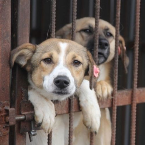 В Туве отловили 1 163 бездомных собак