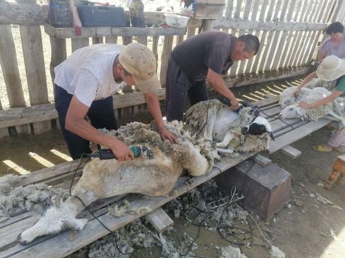 Хой кыргылдазы, социал керээ болгаш дүк болбаазырадыры