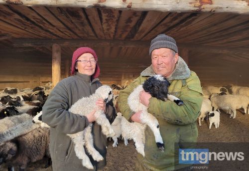 Хураганнарын онча-менди камгалап алыр дээш, дүн-хүн чок ажыл-иште