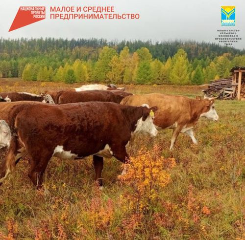 В Тоджинском районе успешно развивается ферма по разводу племенных коров