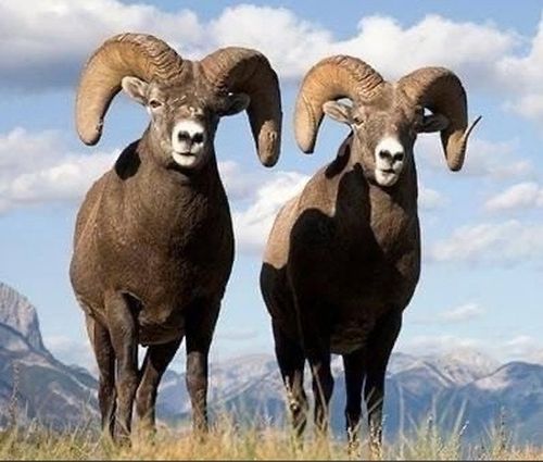 «Убса-Нур ыйгылаажы» камгалалдыг чер – культураның өртээ чок эртинези