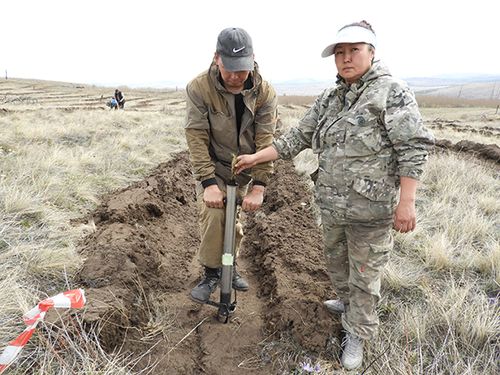 Центр защиты леса Тувы завершил работы по компенсационному лесовосстановлению