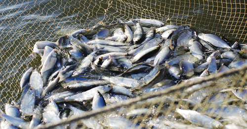 В Туве стартовал конкурс на право использования рыболовных участков для промышленной ловли рыбы