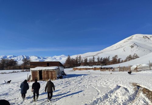 Мөңгүн-Тайга кожуун: 531 тонна тонна сиген-ширбиил арткан