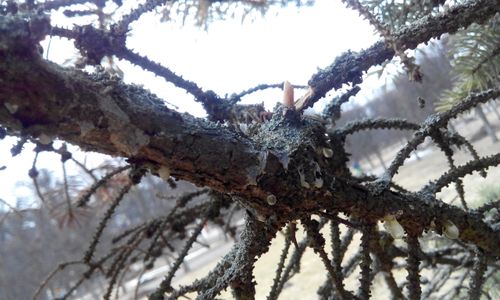 В Туве впервые выявили деревья, поврежденные язвенным раком