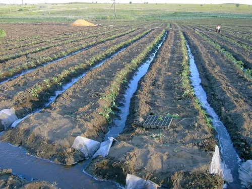 В Туве увеличат площади орошаемых земель