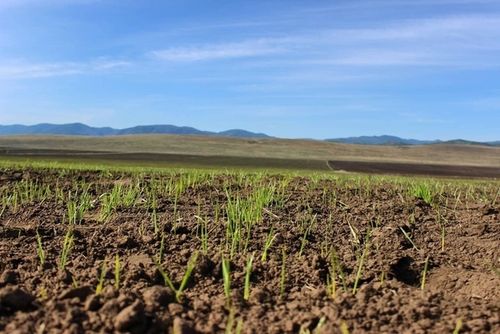 Глава Тувы Владислав Ховалыг рассматривает возможность создания кормовых центров в республике