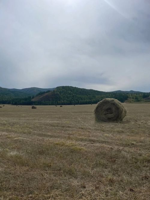 Аграрии Каа-Хемского района заготовили 2553 тонны грубых кормов