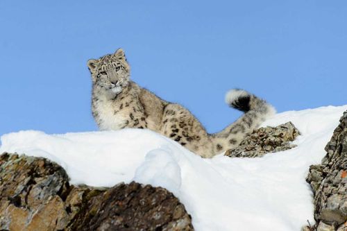 Чабанам предложили подкармливать снежных барсов за компенсацию