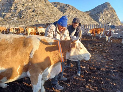 В Туве продолжают вести работу с населением по предупреждению бесконтрольного выпаса скота