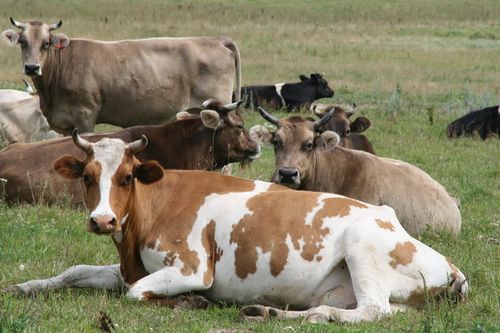 Минсельхозпрод Тувы: «Информация о карантине фейк»