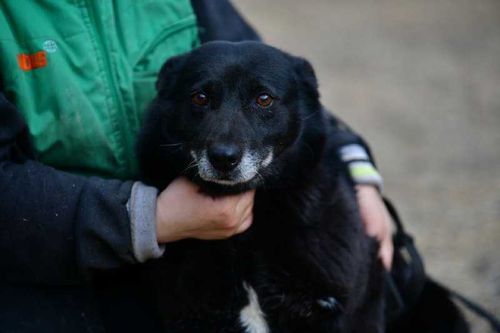 В Кызыле состоится выставка-раздача бездомных животных