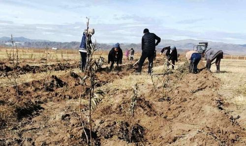 Шекпээрде чыжыргана өзүмнерин олурткан
